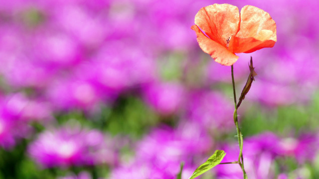 Orange flower purple field green free wallpaper - medium preview image
