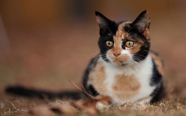 Black cat serious eye focus free wallpaper - medium preview image