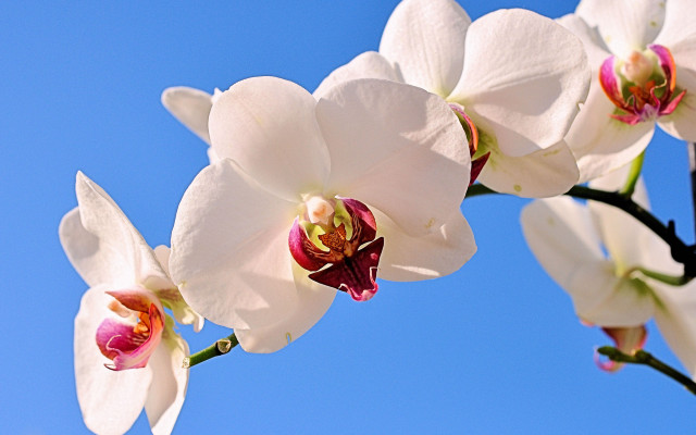 White flower red tips blue free wallpaper - medium preview image