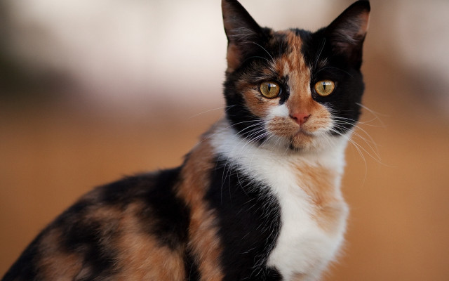 Black white orange cat impressionism free wallpaper for desktop - medium preview image