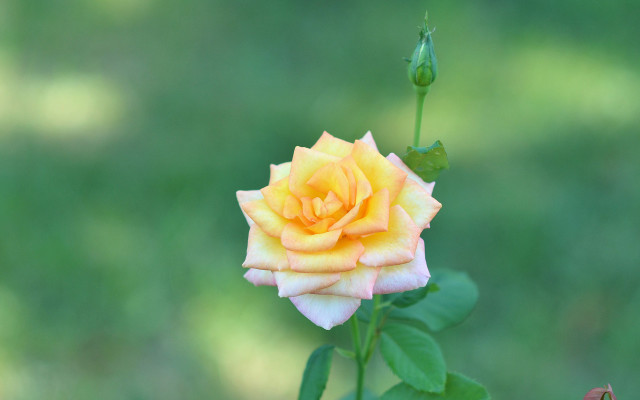 Yellow rose green stem macro free wallpaper - medium preview image