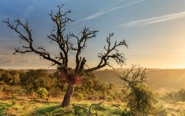 Tree sunset autumn leaves bare free wallpaper - medium preview image