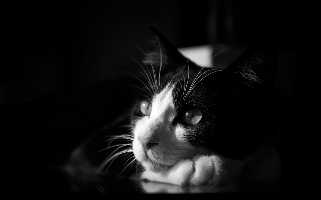 Black white cat sad look #2 free wallpaper - medium preview image