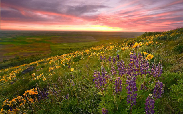 Sunset field flower scene nature free wallpaper - medium preview image