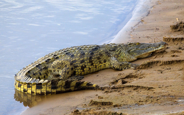 Large alligator sand water edge free wallpaper - medium preview image