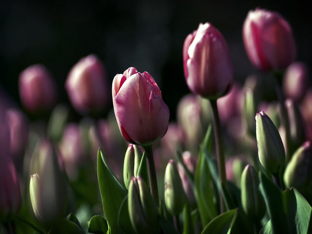 Pink flowers grass budding naturalism free wallpaper - medium preview image