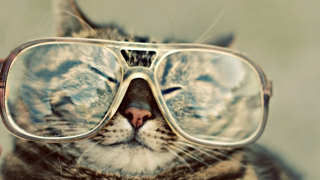 Cat glasses closed nose blurry free wallpaper - medium preview image