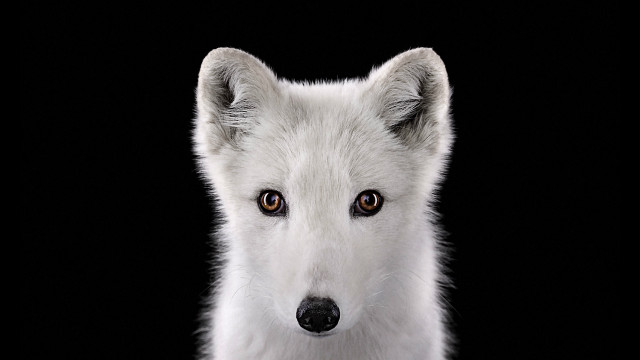 White dog brown eyes black free wallpaper - medium preview image