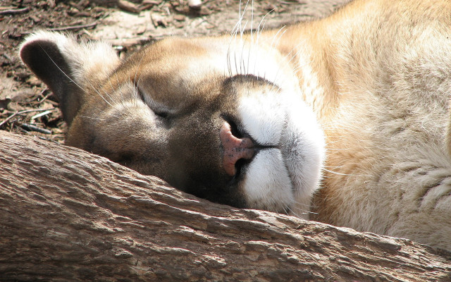 Cat trunk sleeping closeup realistic free wallpaper - medium preview image