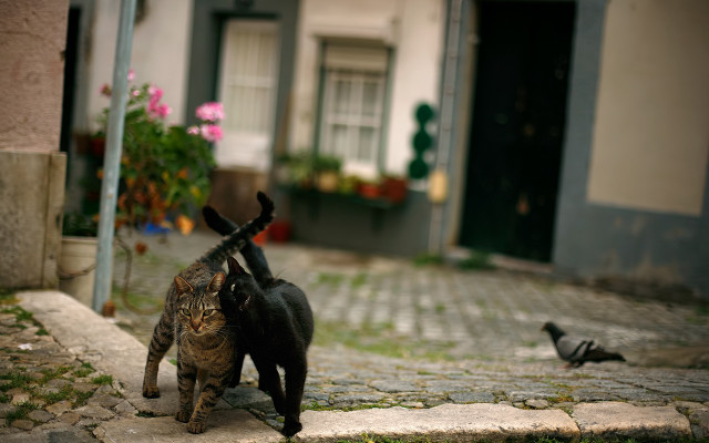 Cats cobblestone street bird flowers free wallpaper - medium preview image