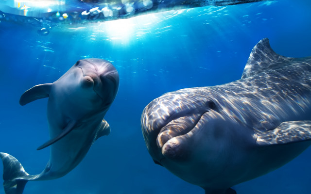 Dolphins ocean night light rayonism free wallpaper - medium preview image