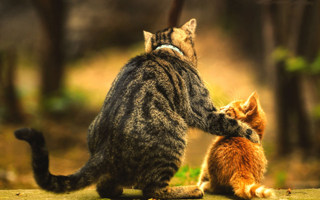 Cat kitten playing woods fire free wallpaper - medium preview image