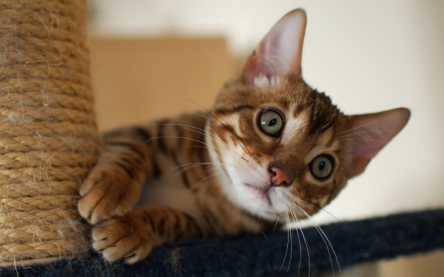 Curious cat on scratching post free wallpaper - medium preview image