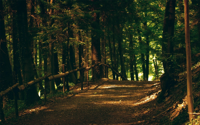 Forest path fence bench city free wallpaper - medium preview image