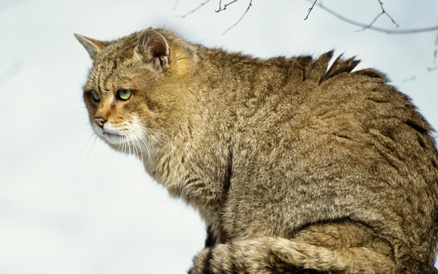 Cat sitting on branch snowy free wallpaper - medium preview image