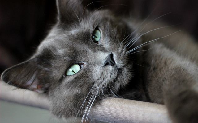 Black cat green eyes laying #6 free wallpaper - medium preview image
