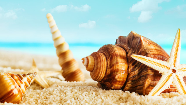 Starfish seashell sandy beach blue free wallpaper - medium preview image