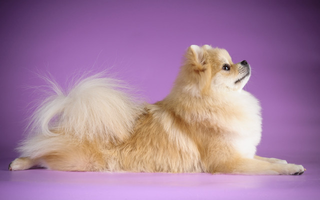 Dog purple background white long free wallpaper - medium preview image