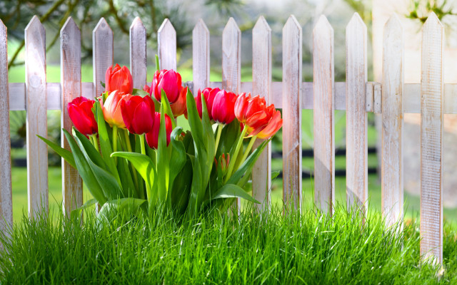 Red yellow tulips vase fence free wallpaper - medium preview image