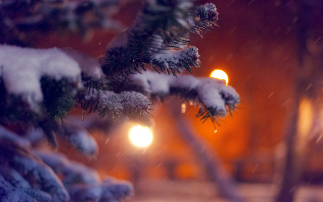 Pine tree snow night street free wallpaper - medium preview image