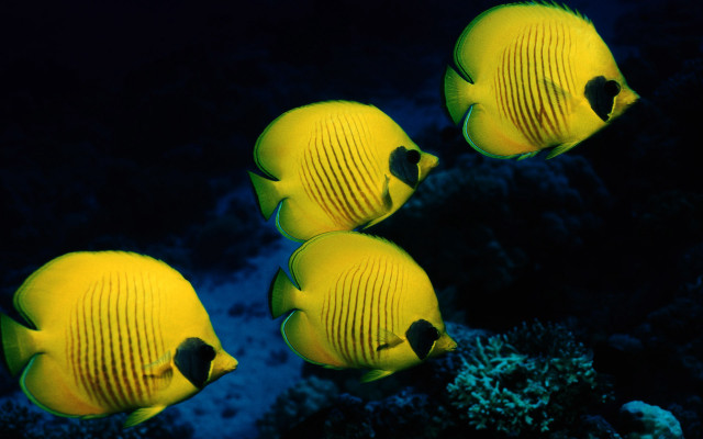 Yellow fish coral reef glowing free wallpaper - medium preview image