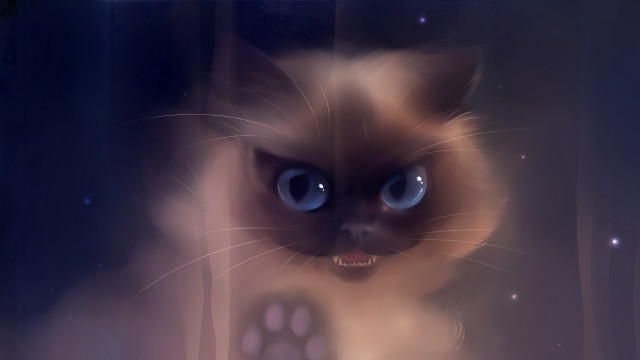 Creepy blue eyed cat staring free wallpaper - medium preview image