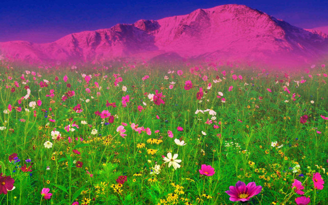 Flower field mountain pink sky free wallpaper - medium preview image