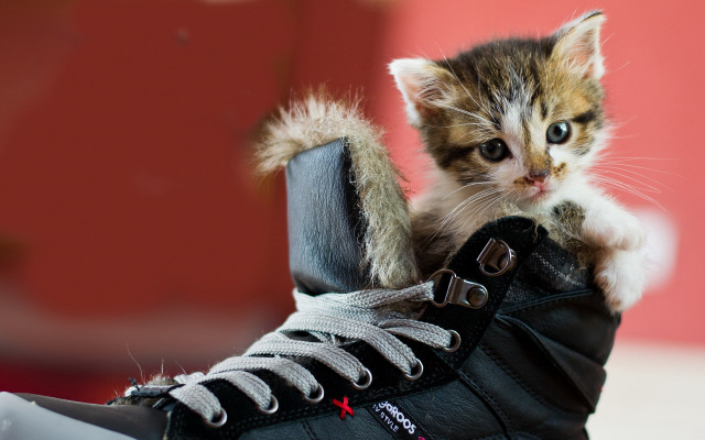 Kitten shoe laces animal photography free wallpaper - medium preview image