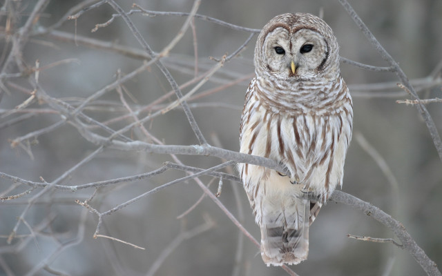 Barred owl forest leaves no free wallpaper - medium preview image