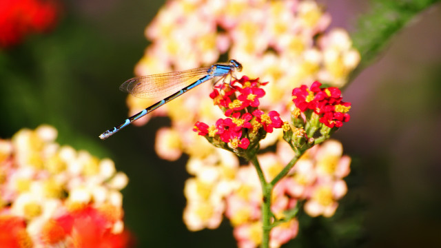 Blue dragonfly red flower garden free wallpaper - medium preview image