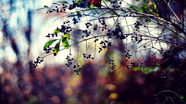Branch berries forest leaves sky free wallpaper - medium preview image
