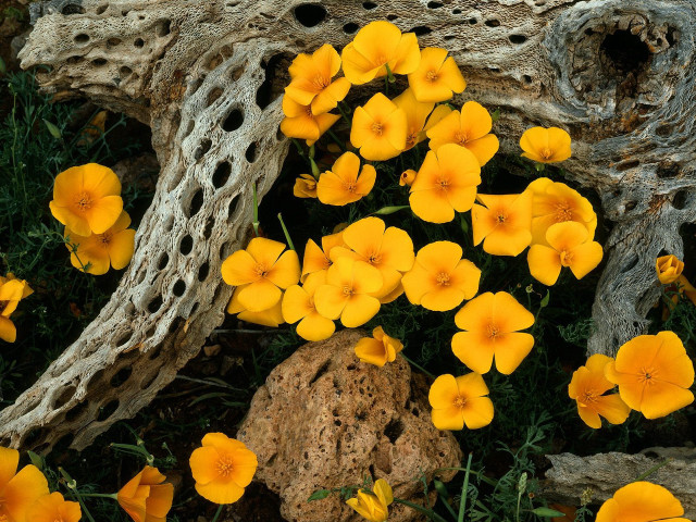 Yellow flowers rock tree abstract free wallpaper - medium preview image