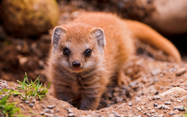 Small animal dirt rocks grass free wallpaper - medium preview image