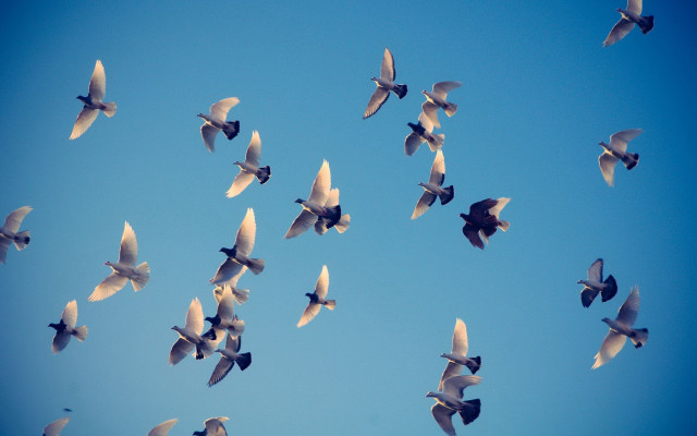 Birds blue sky white black free wallpaper - medium preview image