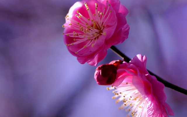 Pink flowers kimono macro japanese free wallpaper - medium preview image
