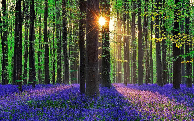 Purple forest flower trees sunlight free wallpaper - medium preview image