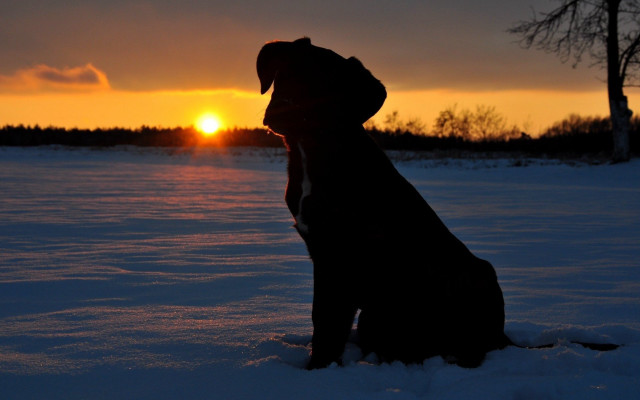 Dog snow sunset backlit silhouette free wallpaper - medium preview image