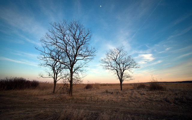 Bare trees beach sky mountains free wallpaper - medium preview image