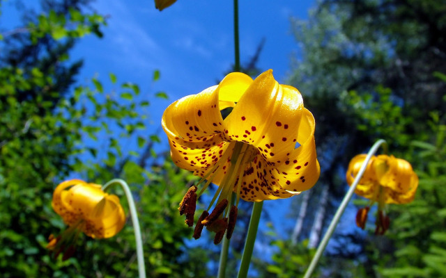 Yellow flower blue sky macro free wallpaper - medium preview image
