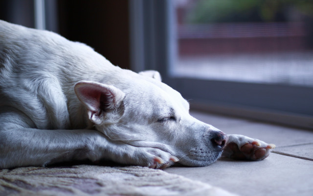 White dog laying by window free wallpaper - medium preview image