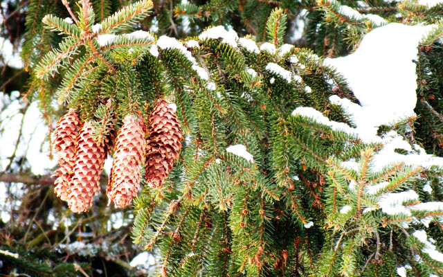 Pine snow cones branches winter free wallpaper - medium preview image