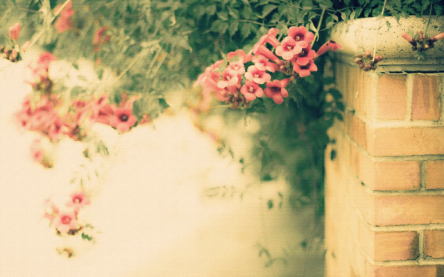 Brick wall pink flowers outdoors free wallpaper - medium preview image