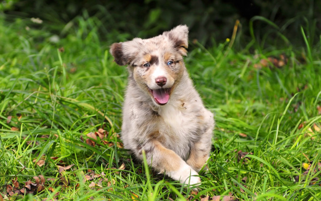 Puppy tongue grass flower field free wallpaper - medium preview image