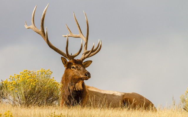 Elk laying tall grass flowers free wallpaper - medium preview image
