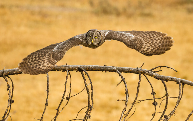 Bird flying over branch field free wallpaper - medium preview image