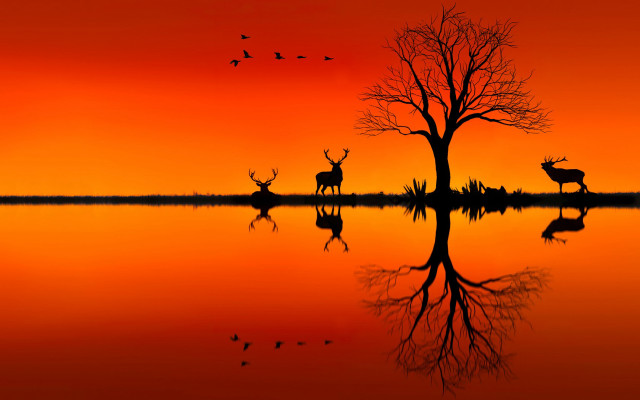 Deer tree lake sunset birds free wallpaper - medium preview image