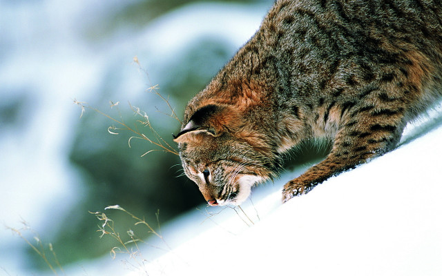 Cat ledge looking down grass free wallpaper - medium preview image