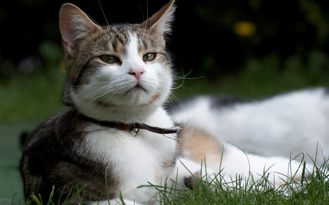 Cat laying grass collar closed free wallpaper - medium preview image