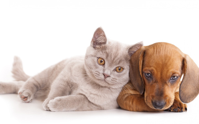 Cat dog animal group white free wallpaper - medium preview image