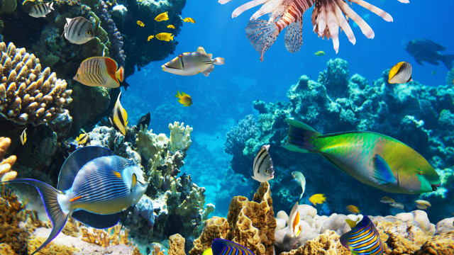 Coral reef fish starfish underwater free wallpaper - medium preview image